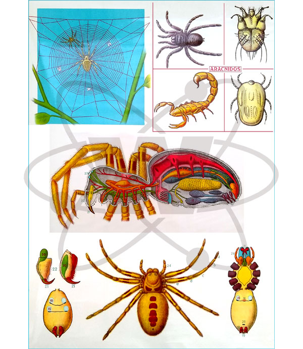 Lamina aracnidos SE 65×85 cm – Francisco H. Walz S.C.A.